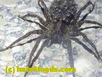 /home//u458753944/public_html/sourcegallery//Roxborough Toad Detour/2013-2019/2013/2013-06-03/P1120615.JPG